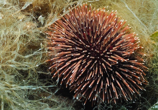 102 L  Paracentrotus lividus