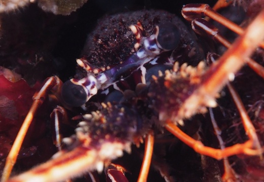 103a L  Palinurus elephas