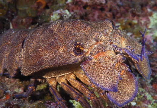 104a L  Scyllarides latus