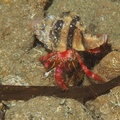 Dardanus calidus e Calliactis parasitica