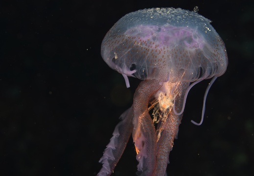 Pelagia noctiluca