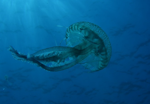 Pelagia noctiluca