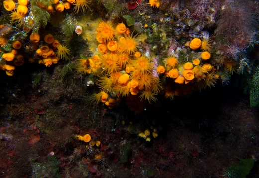Astroides calycularis