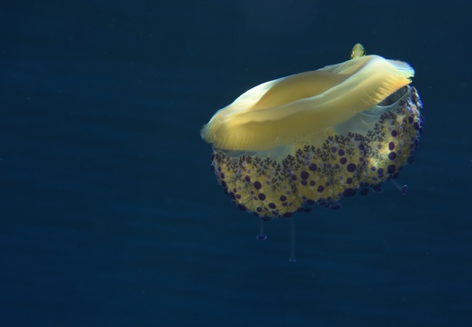 Cotylorhiza tuberculata