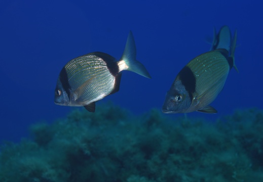 Diplodus vulgaris