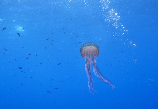 Pelagia noctiluca