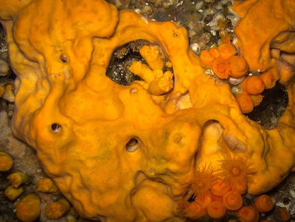 Agelas Oroides 