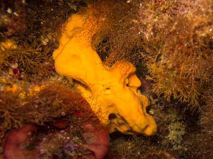 Agelas Oroides 