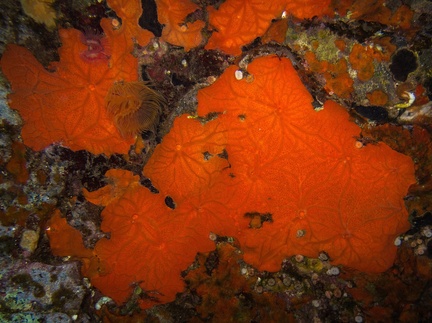 Spirastrella Cunctactrix 