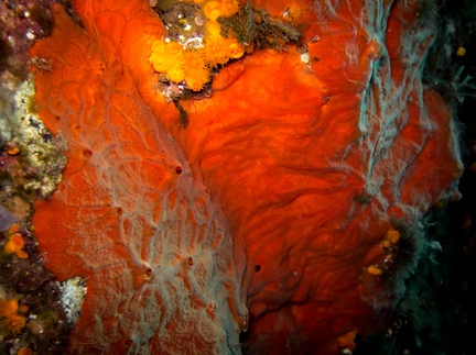 Spirastrella Cunctactrix 